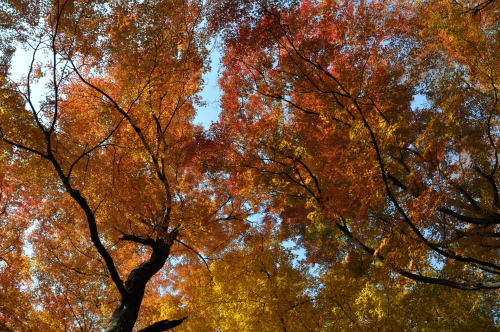 寺家公園　紅葉