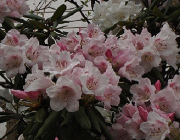 石楠花.jpg
