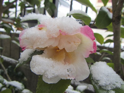 雪１１山茶花.jpg