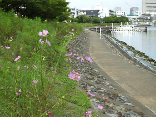 しながわ花海道