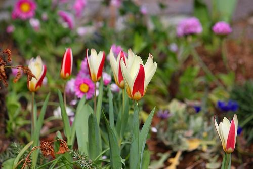 ちょっと変わったチューリップ おとっつぁん いろいろやっちょります 楽天ブログ