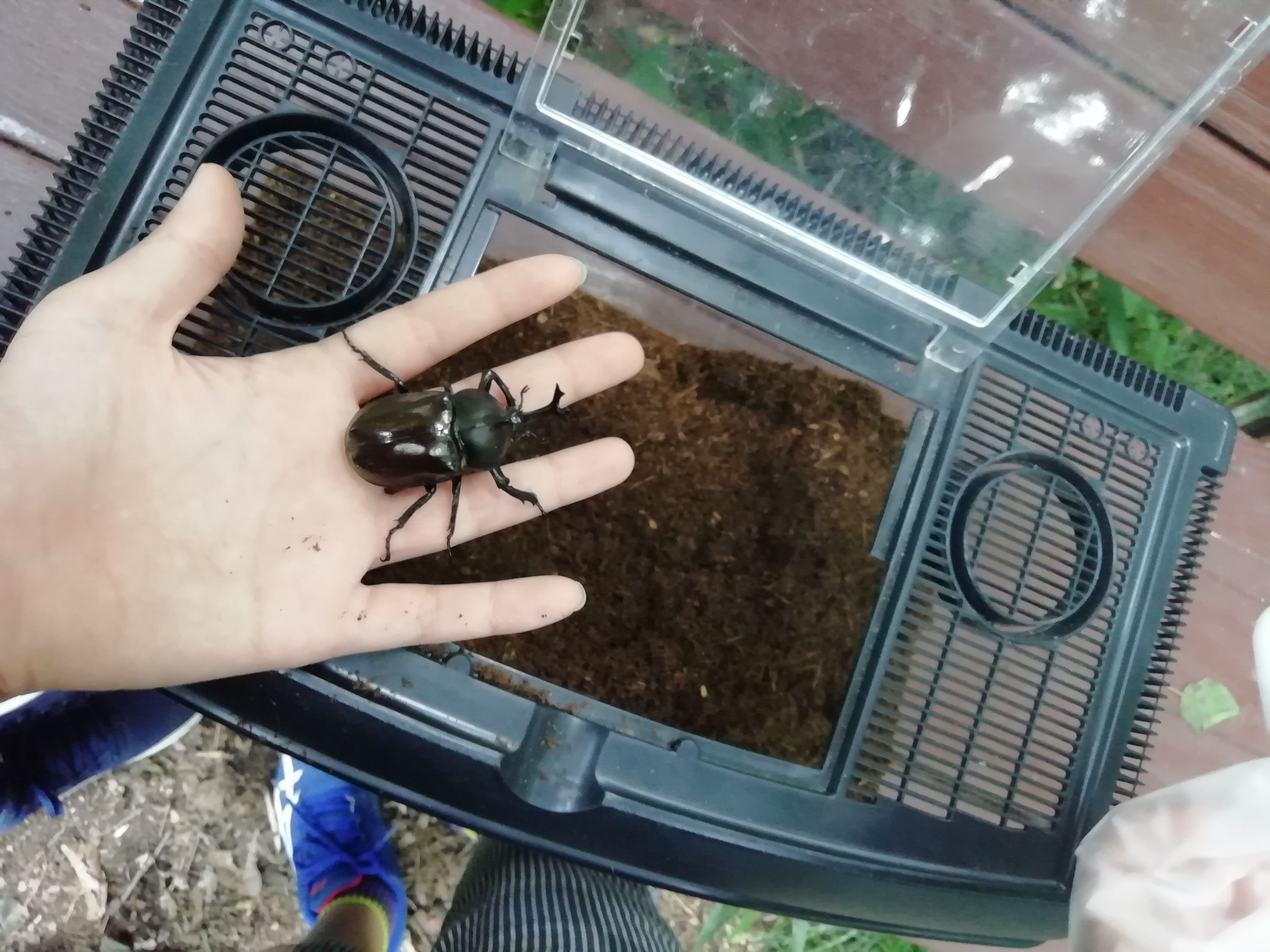 成虫のカブトムシを雑木林にかえした | ヘドウィ子のブログ - 楽天 …