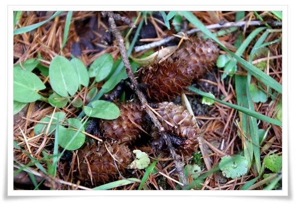 樹木公園-27 カラマツ-3 15.12.2