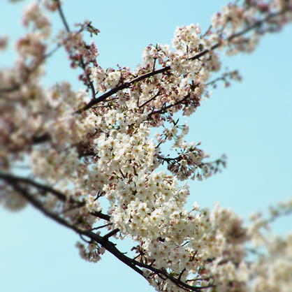 職場の桜　2012