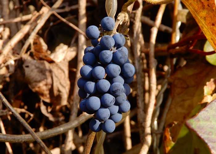 アオツヅラフジ房6