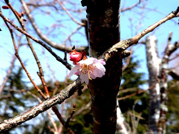 十月桜6