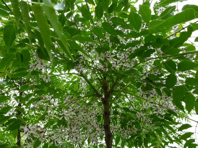 栴檀 センダン カリブラコア と八重咲 ナスターチューム 写真あり 私の好きな花 楽天ブログ
