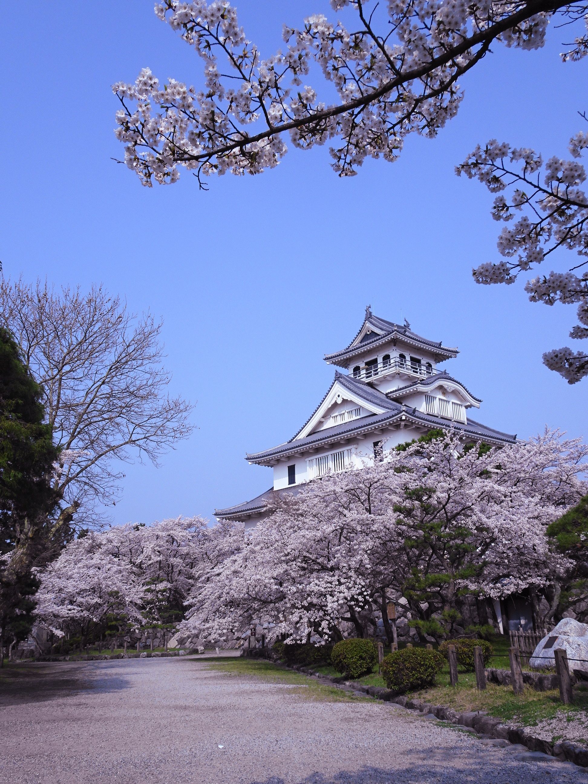 桜と梅の共演 長浜城 豊公園 奥様はネットショッピングがお好き 楽天ブログ