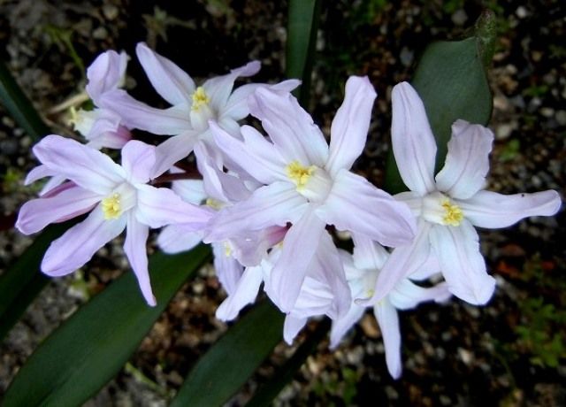 チオノドクサの花 花と蕎麦とリハビリと 楽天ブログ