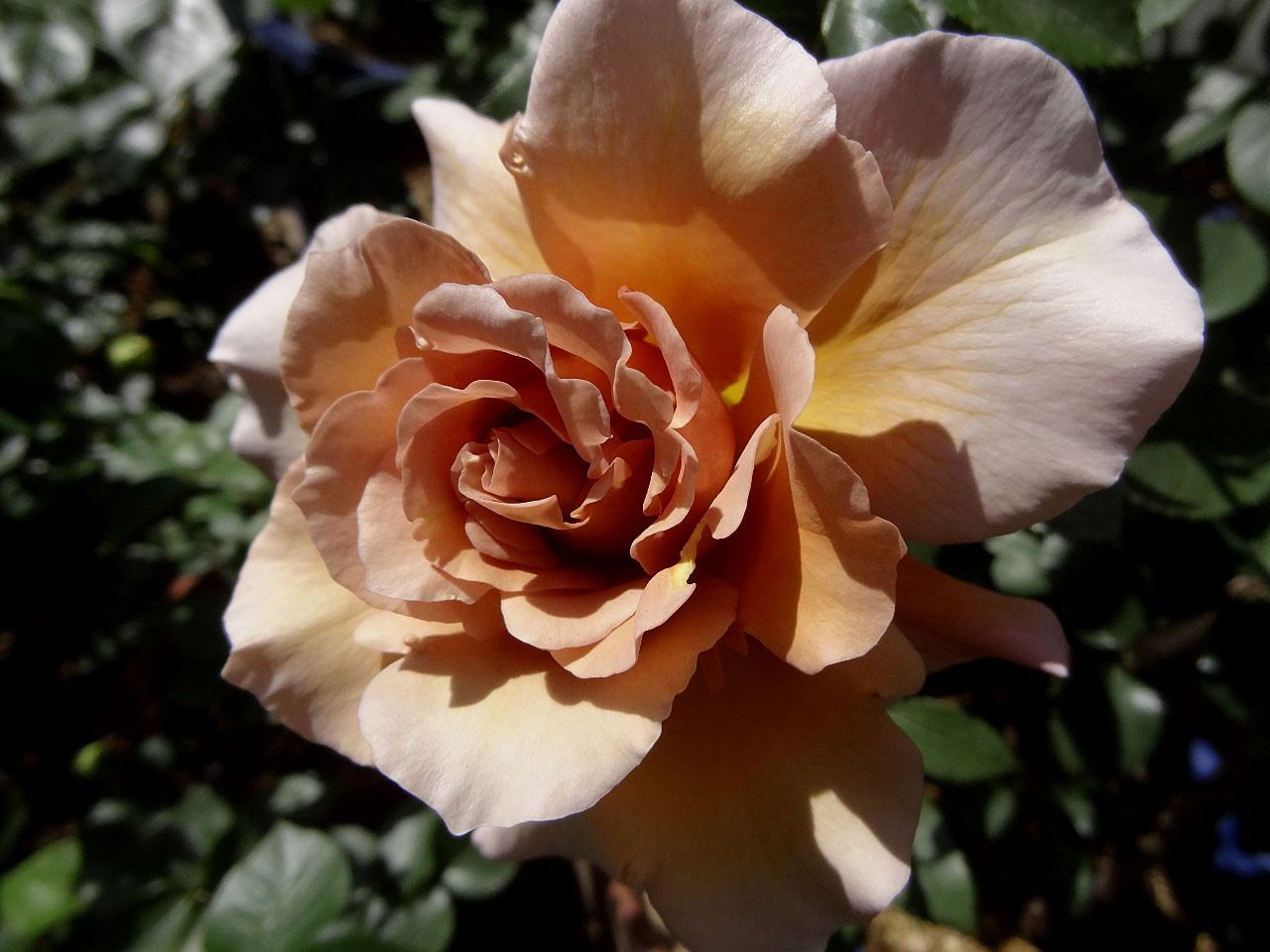 和バラとエデンシリーズの蕾 咲き進んだジュリア バラの美と香りを求めて 楽天ブログ