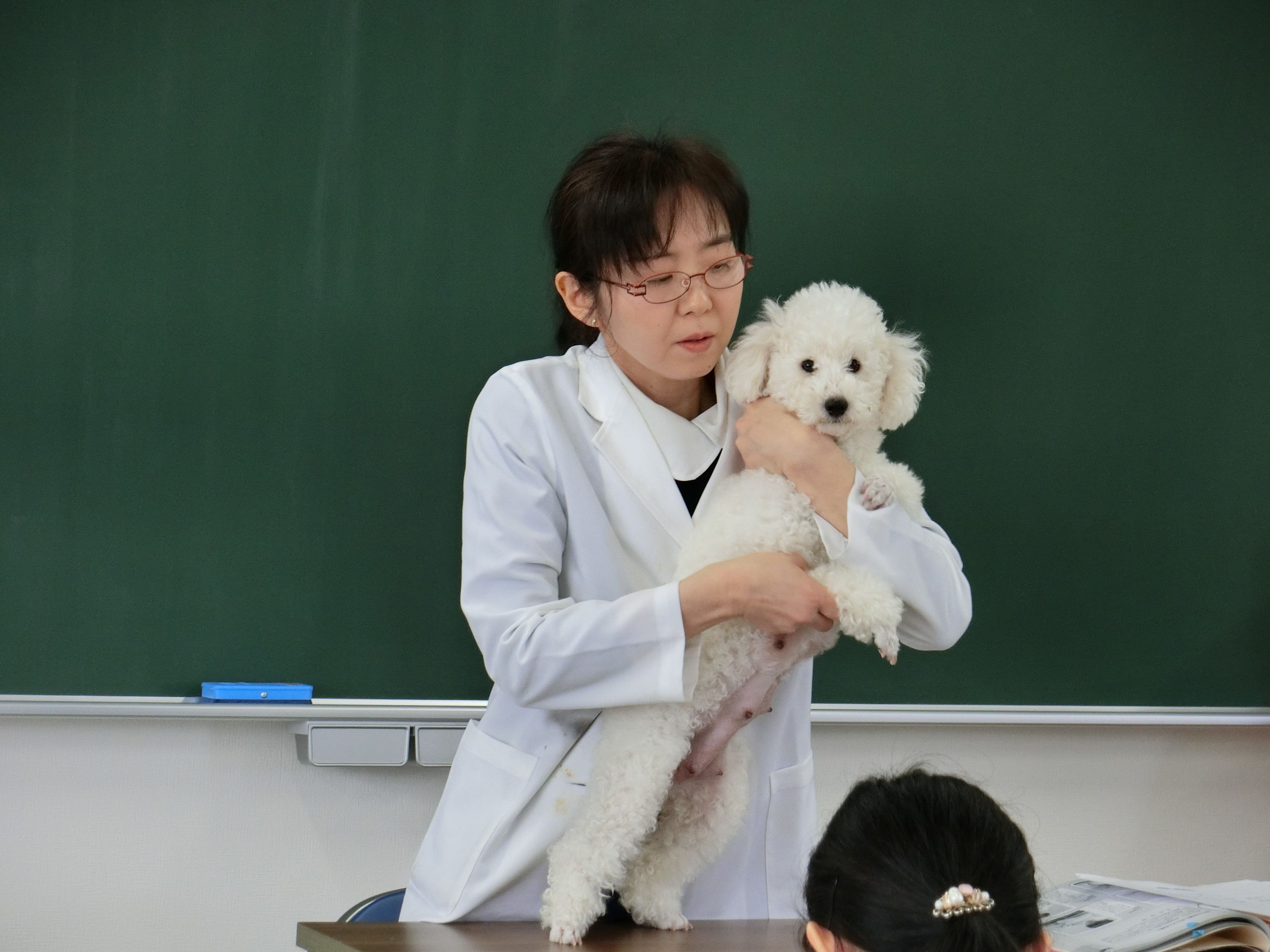 ある日の授業風景 動物看護学 保定を学ぶ 青森愛犬美容専門学院 楽天ブログ