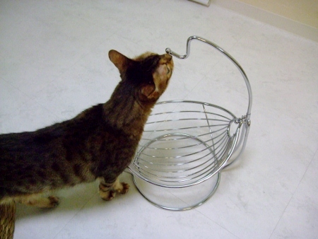 フルーツバスケット　コストコ　　お猫様のハンモックになったりして・・・