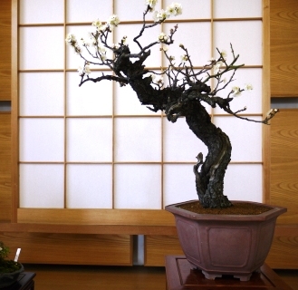 盆梅展０３