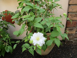 IMG_1055ss.jpg