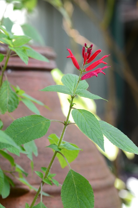 DSC_0219.JPG