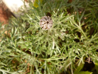 P1300207ss.jpg