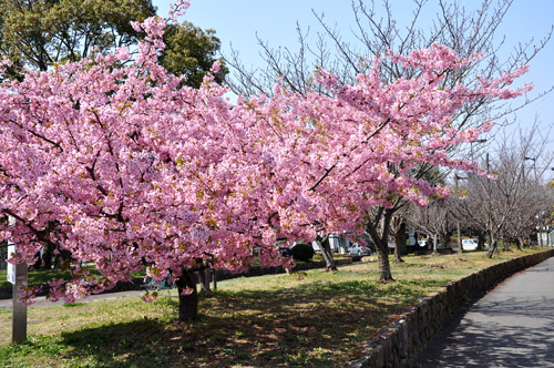 桜２