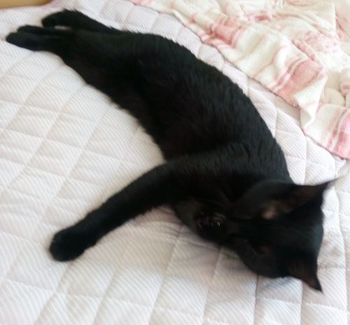 ハッカ油と膣炎 そして猫への影響 黒猫本舗 楽天ブログ