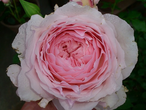 ミサキ　2013.5.13A.jpg