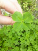 四葉のクローバー♪