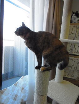 20120301かのこ　爪研ぎの上（全身）.jpg