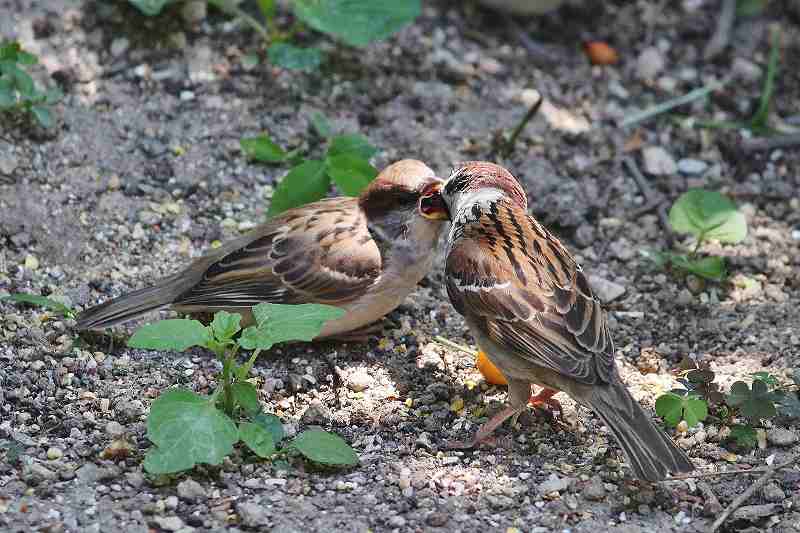 IMG_1068 (800x533).jpg