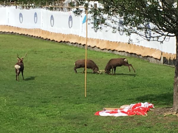 奈良 鹿の角切り2018 気ままに暮らす 楽天ブログ