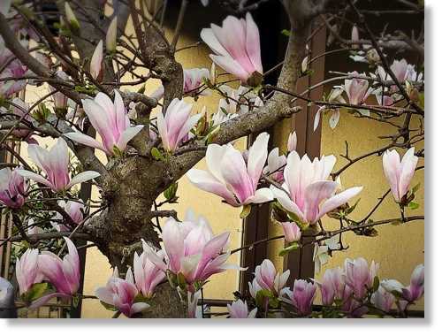ピンクの木蓮 ラナンキュラスラックス 末摘む花の雑記帳 楽天ブログ