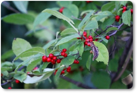 県民の杜-7 ウメモドキ 13.9.17