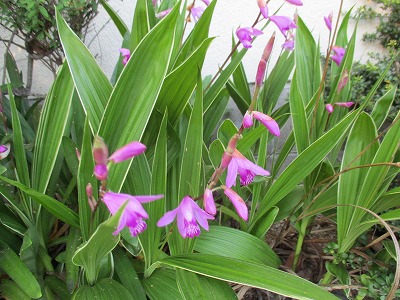 IMG_2490ss.jpg