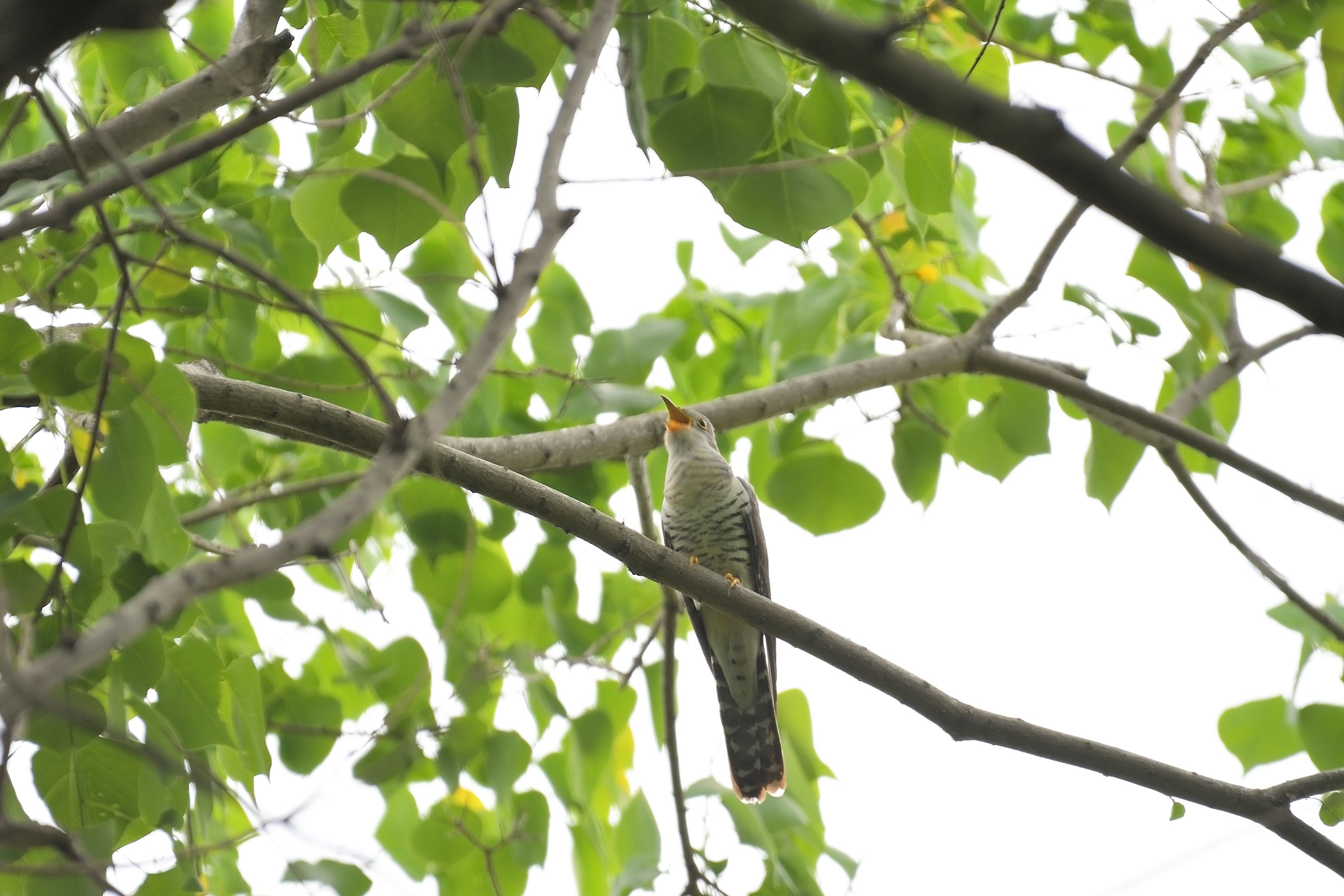 大阪河川敷の野鳥たち ホトトギス カルガモ親子 野鳥との日常生活を綴る 楽天ブログ