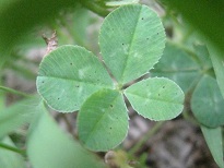 IMG_8833_1.JPG