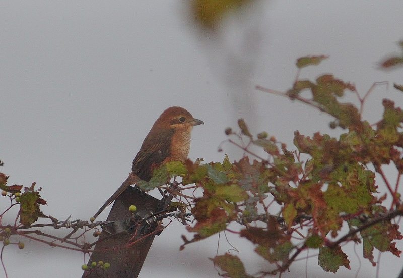 IMG_4918 (800x551).jpg