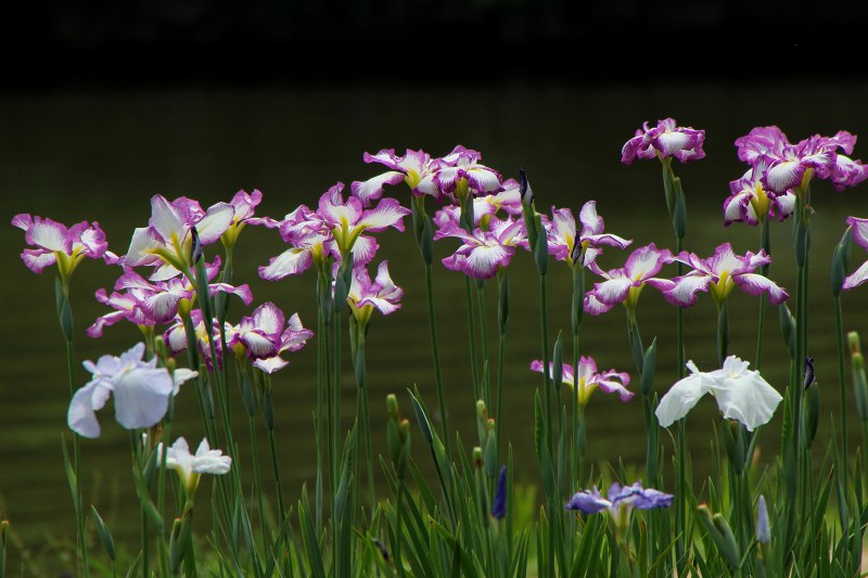 長居植物園_5-2.jpg