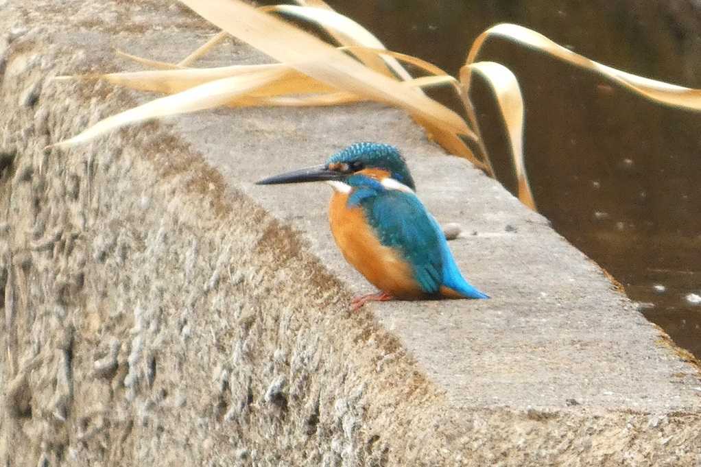 515