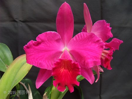 Slc. Anzac 'Orchidhurst' FCC/RHS 20150228-2