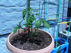 家庭菜園 トマト