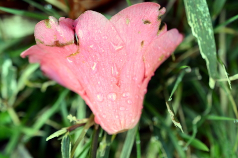 落下したツバキの花