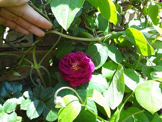 DSC01067.jpg