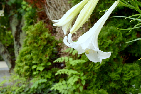 紫の線が無い花