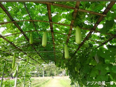 20160112 コスモス4