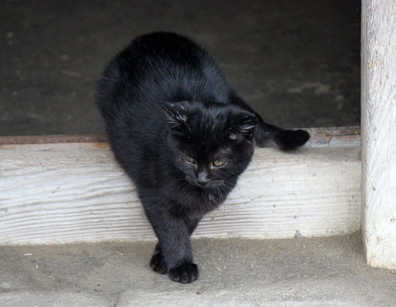 我が家のニャンコ♪2014/12/20-2