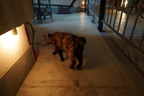 ワイン貯蔵庫に猫