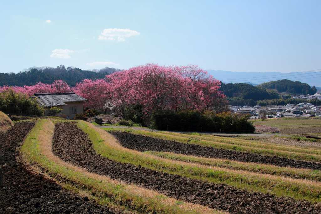 明日香村_003.jpg