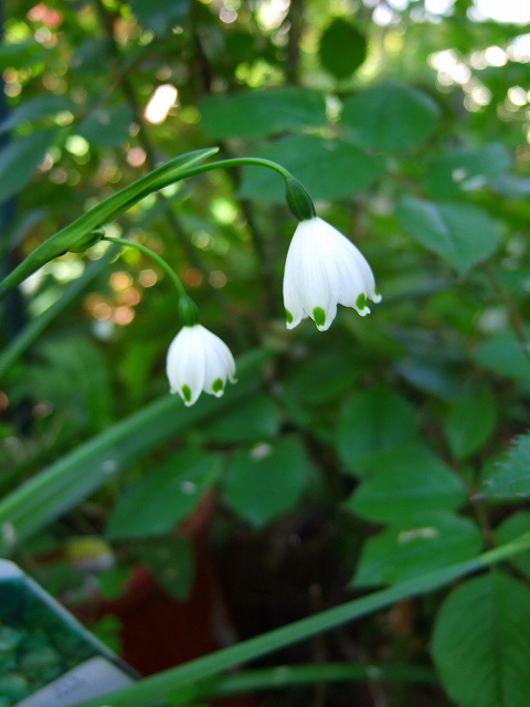 スノードロップの花