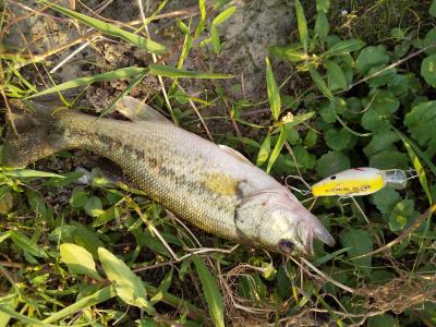 大分県日指ダム 魅力のポイント バス釣りはよかよ 福岡のピーナッツブログ 楽天ブログ