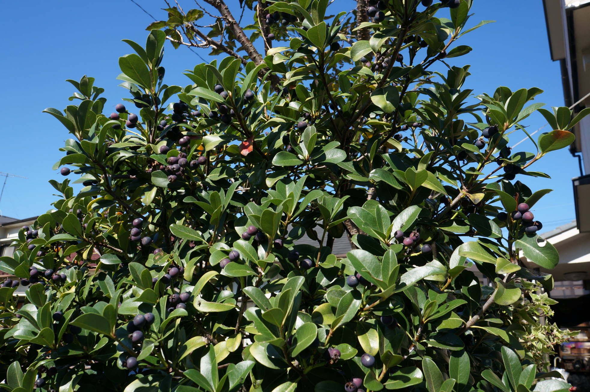 シャリンバイの実が黒くなりました 地植えしたアーモンド冬を越せるか心配です ヨッシイのブログ 楽天ブログ