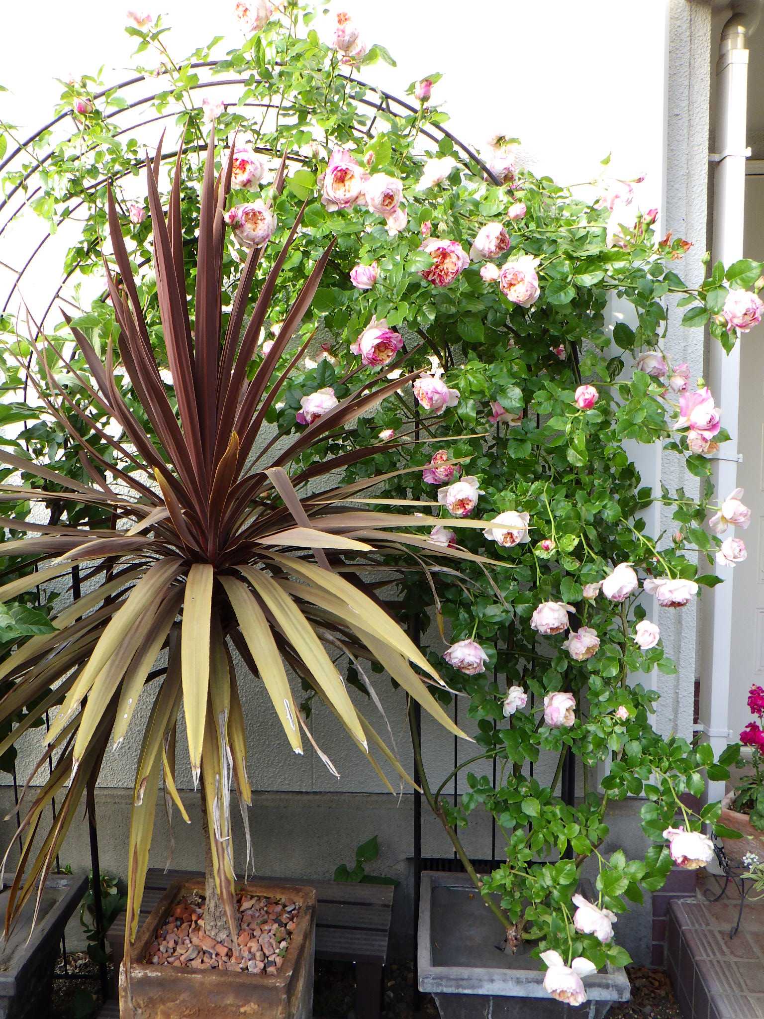 初心者にオススメのつるバラ エドゥアール マネ バラを咲かせることが好き 楽天ブログ