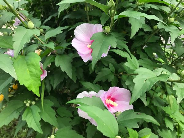 rblog-20180628172308-01.jpg