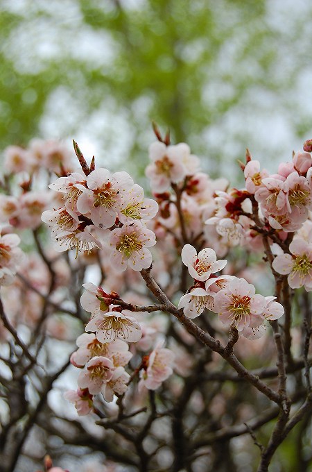 定義さんの梅の花